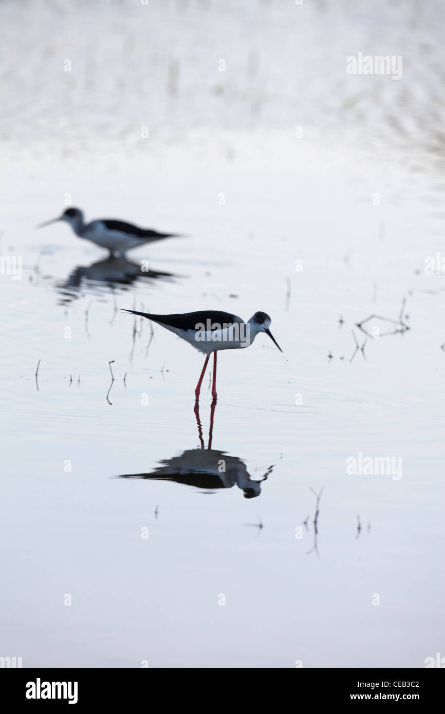 Alas negro zancos (Himantopus himantopus). Alimentarse en los bajíos de Lago Ziway, Etiopía. Foto de stock