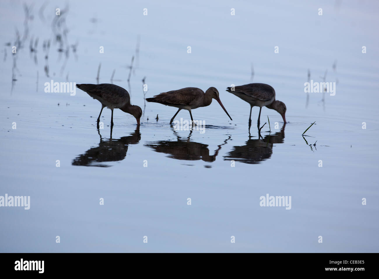 Bar-cola godwits (Limosa lapponica). En invierno los migrantes desde Europa, alimentación. Addis Abeba, Etiopía. De noviembre. Foto de stock