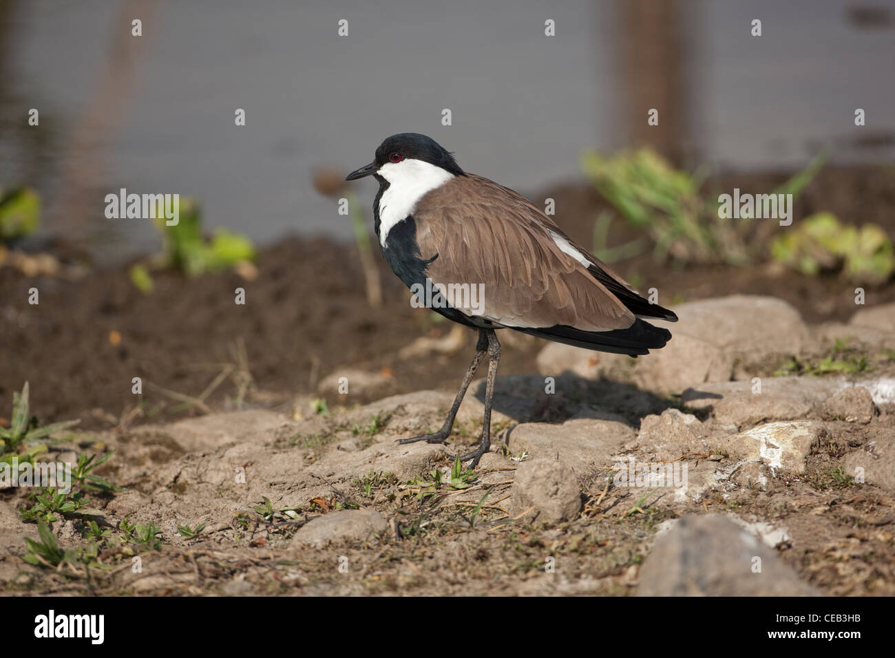 Spur-winged Patinegro (Vanellus spinosus). Lago Beseka, Etiopía. Foto de stock