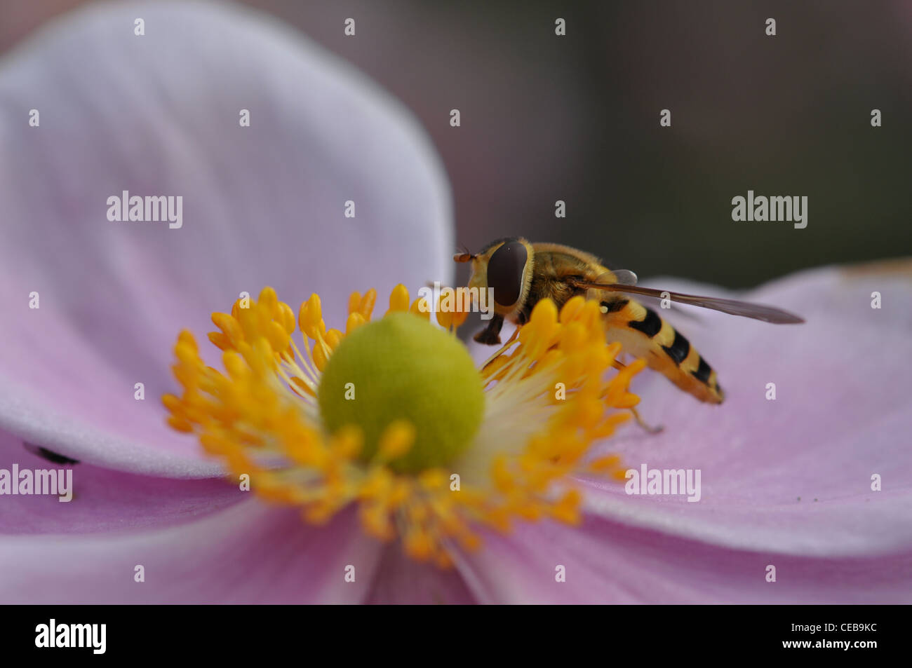 Anémona japonesa & Hoverfly Foto de stock