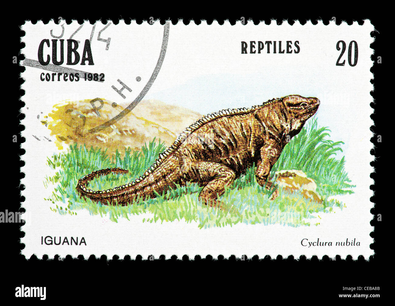 Sello de Cuba representando una iguana (Cyclura nubila) Foto de stock
