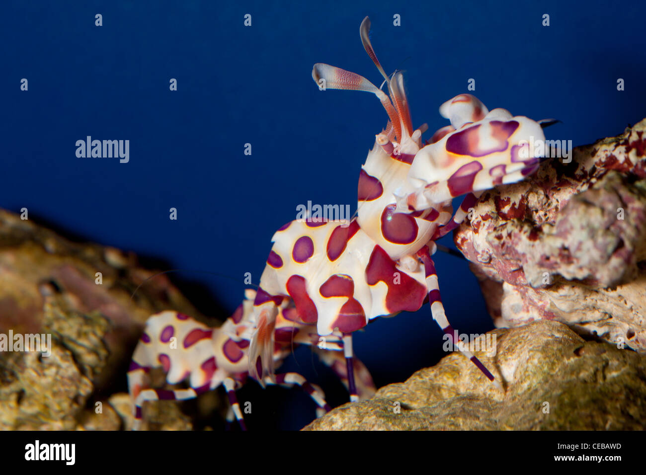 Camarones Harlequin, Hymenocera picta Foto de stock