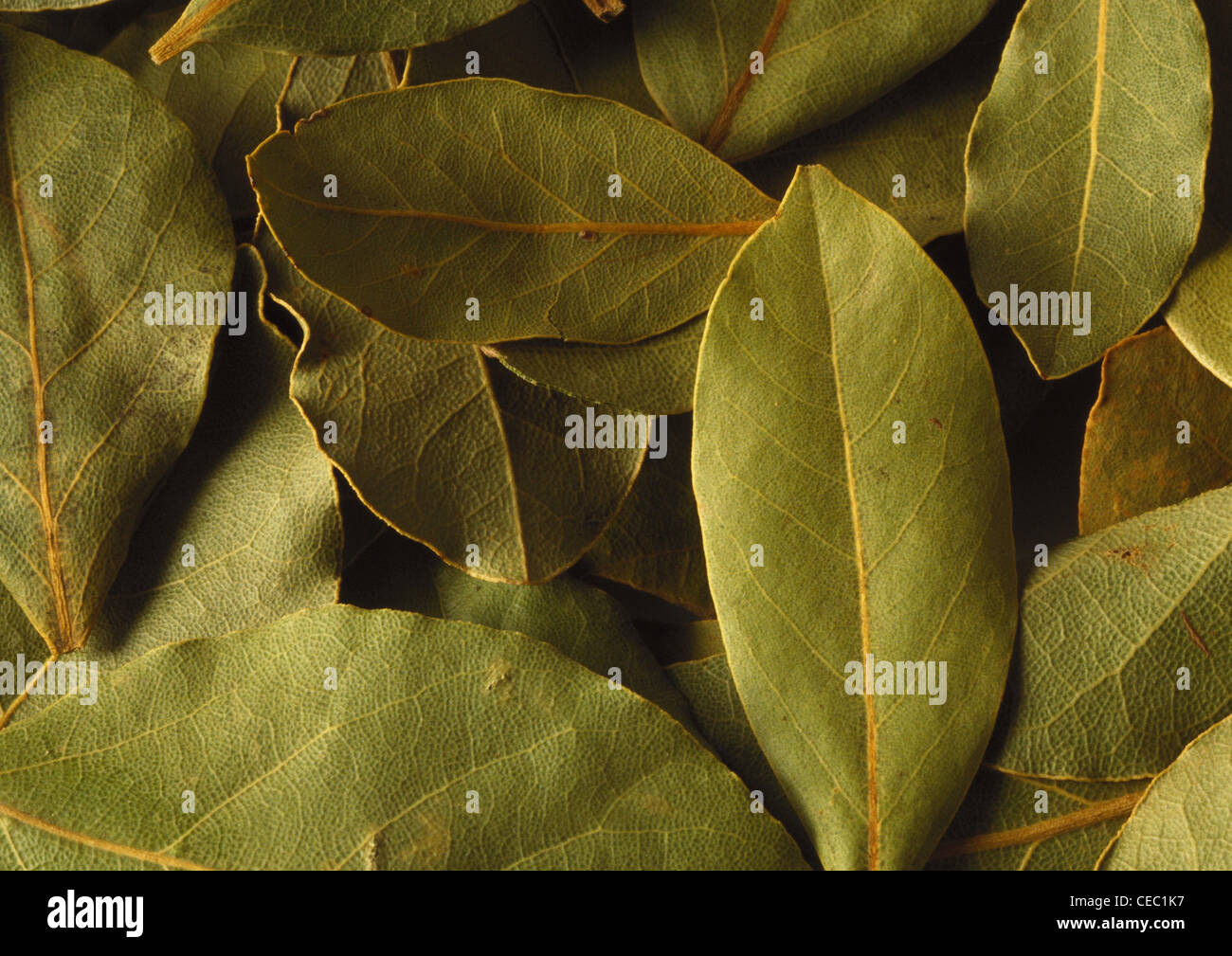 Hojas de laurel seco, closeup Fotografía de stock Alamy