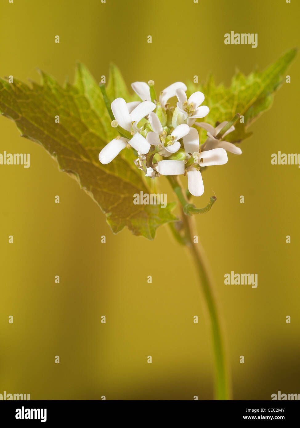 Alliaria petiolata ajo, mostaza, vertical con bonitas flores blancas se enfocan de fondo. Foto de stock