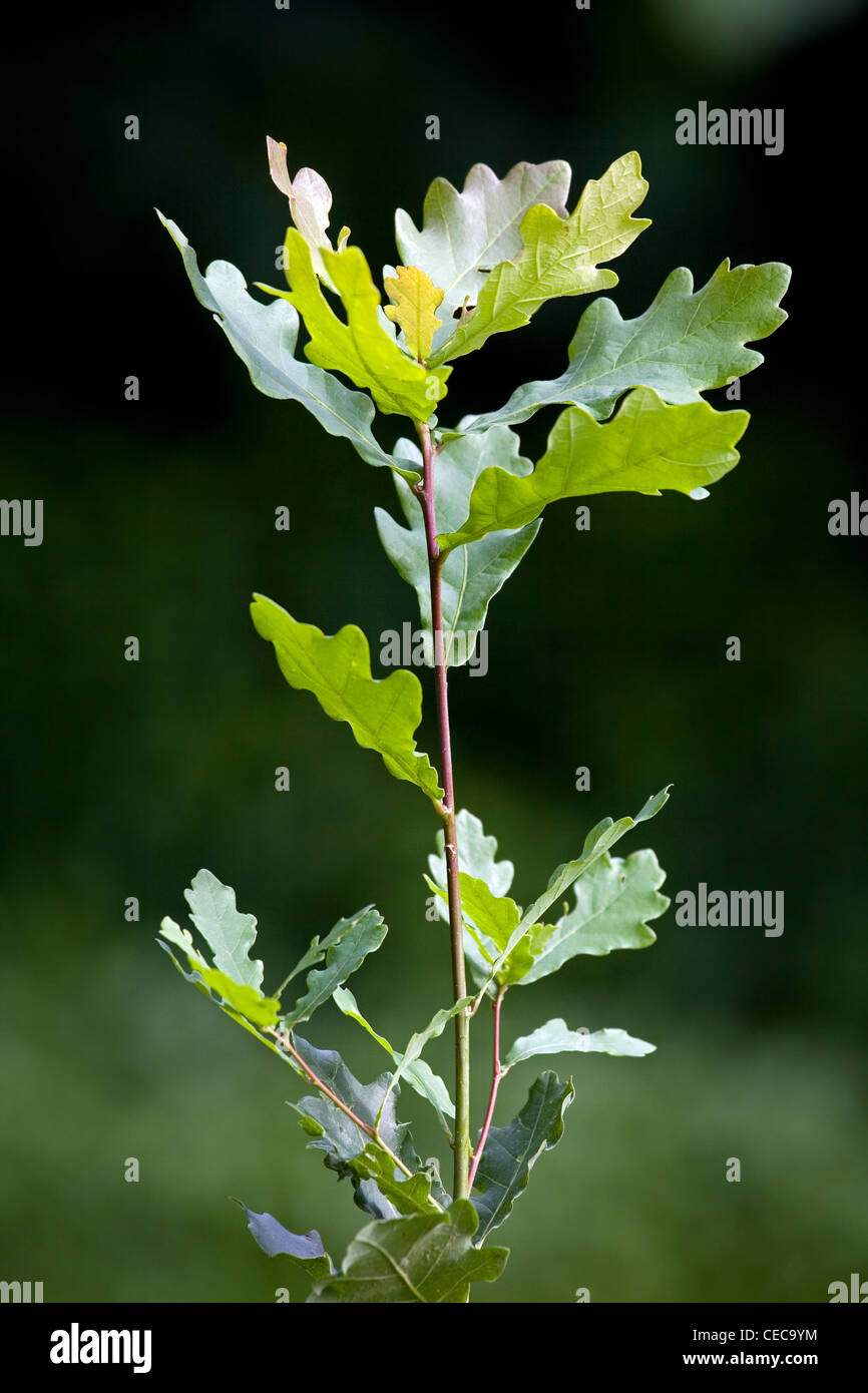 Ramita con hojas de roble Inglés / El roble (Quercus robur), Bélgica Foto de stock