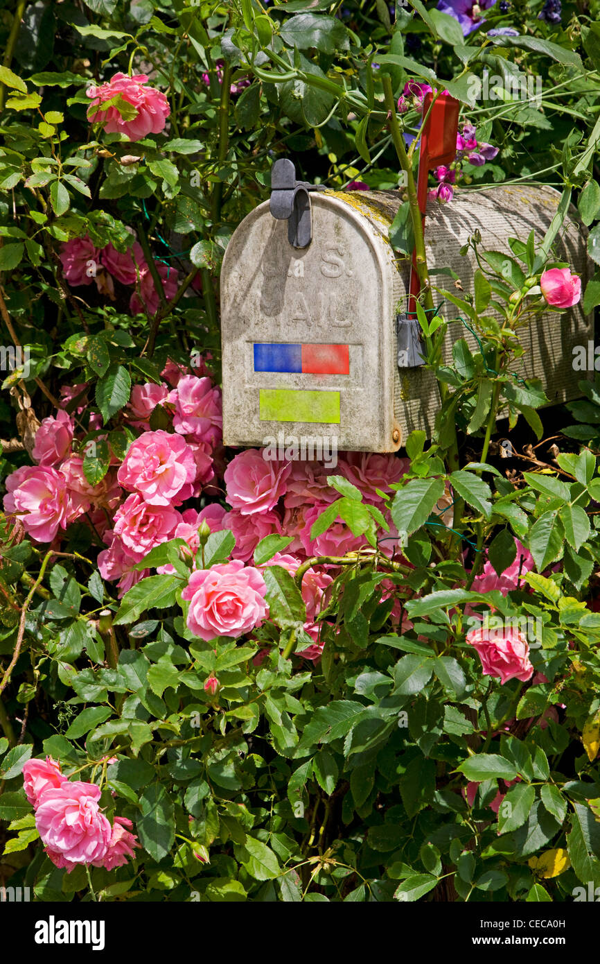 North American US mailbox en el jardín frontal entre rosas Foto de stock