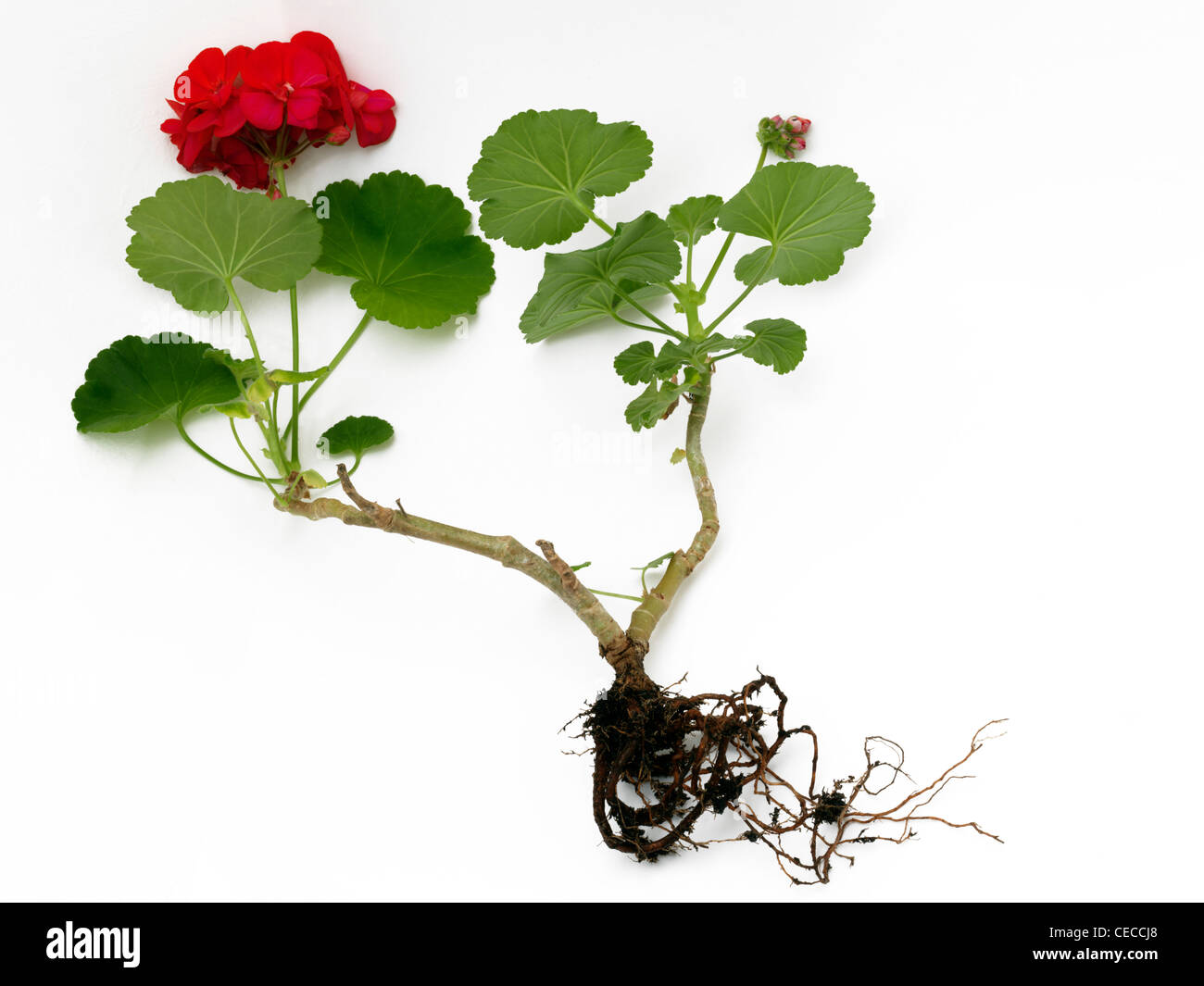 Geranio rojo fotografías e imágenes de alta resolución - Alamy Geranio rojo fotografías e imágenes de alta resolución - Alamy
