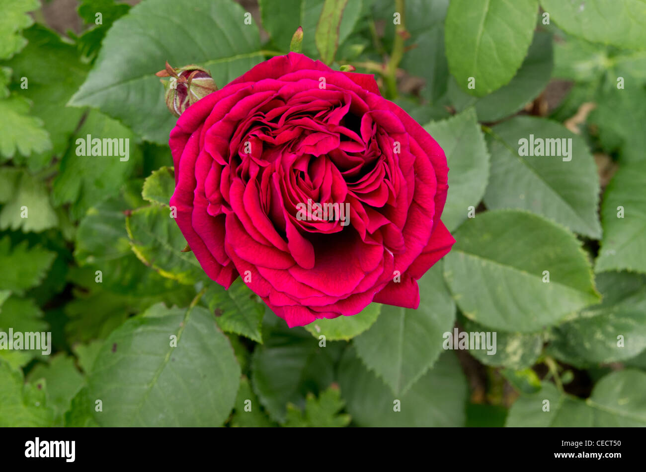 Rosa perpetua fotografías e imágenes de alta resolución - Alamy