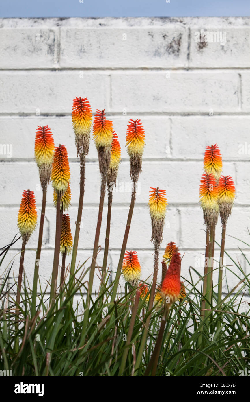 Red Hot Pókeres crecen en jardines en Cornwall. Foto de stock