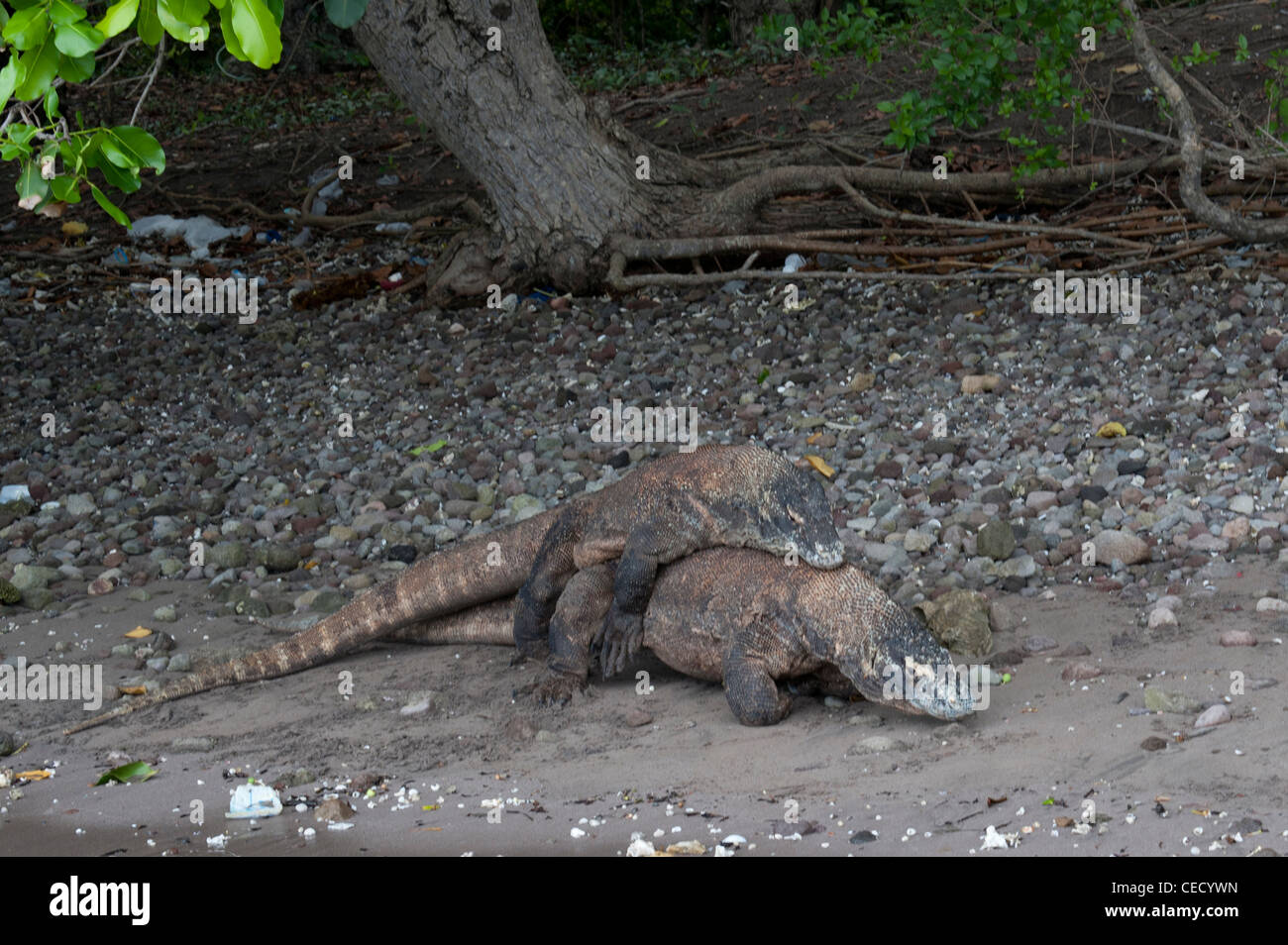 dragón humano apareamiento