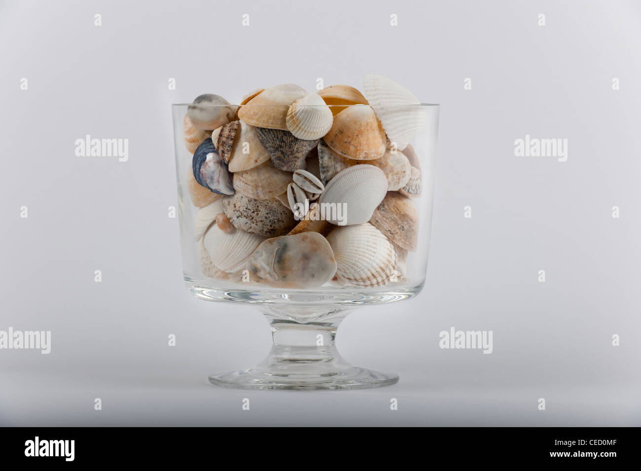 Conchas de Mar y un trozo de coral en un vaso de vidrio con un telón de fondo con textura Foto de stock