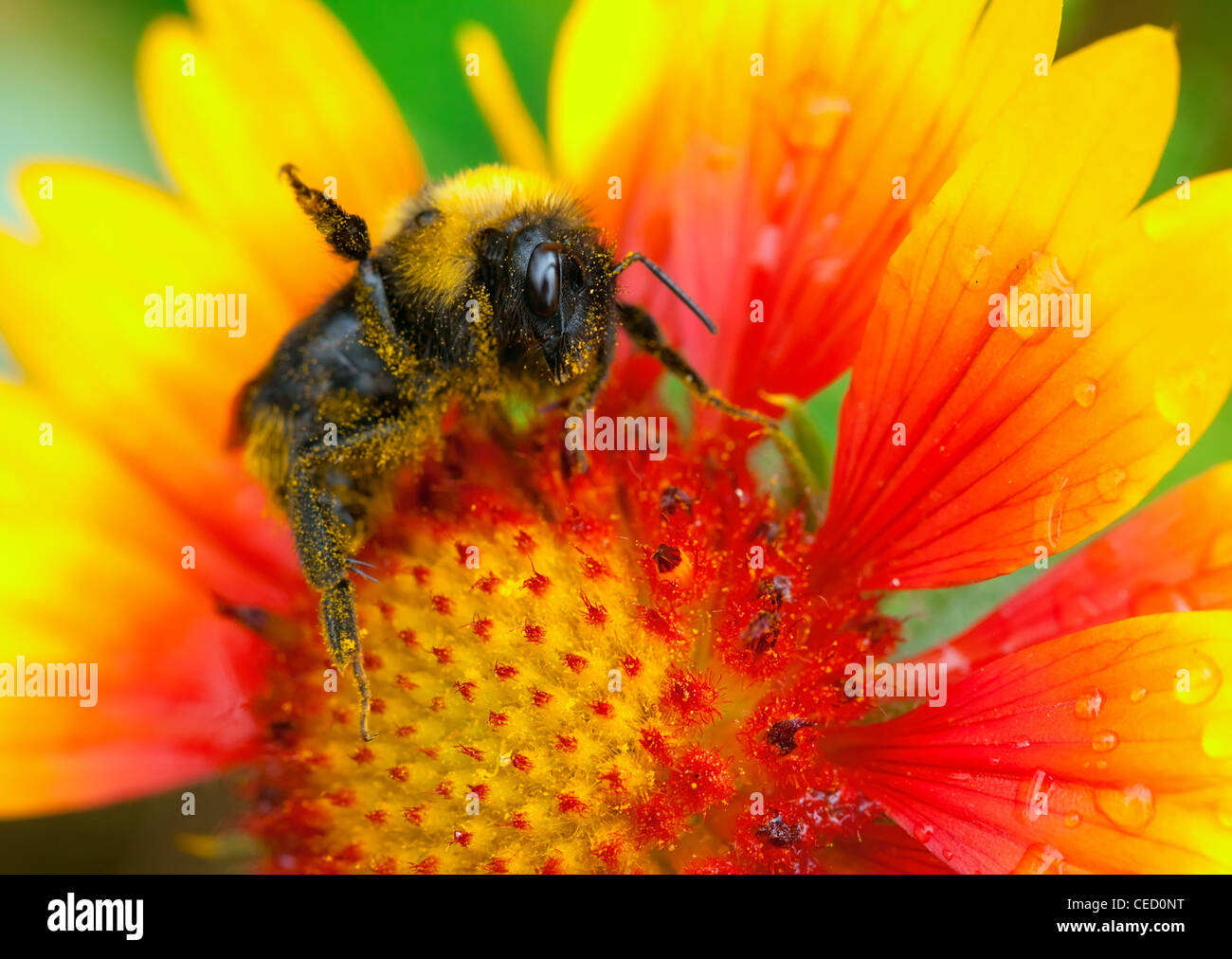 Bumblebee en un húmedo Gailardia flor. Foto de stock