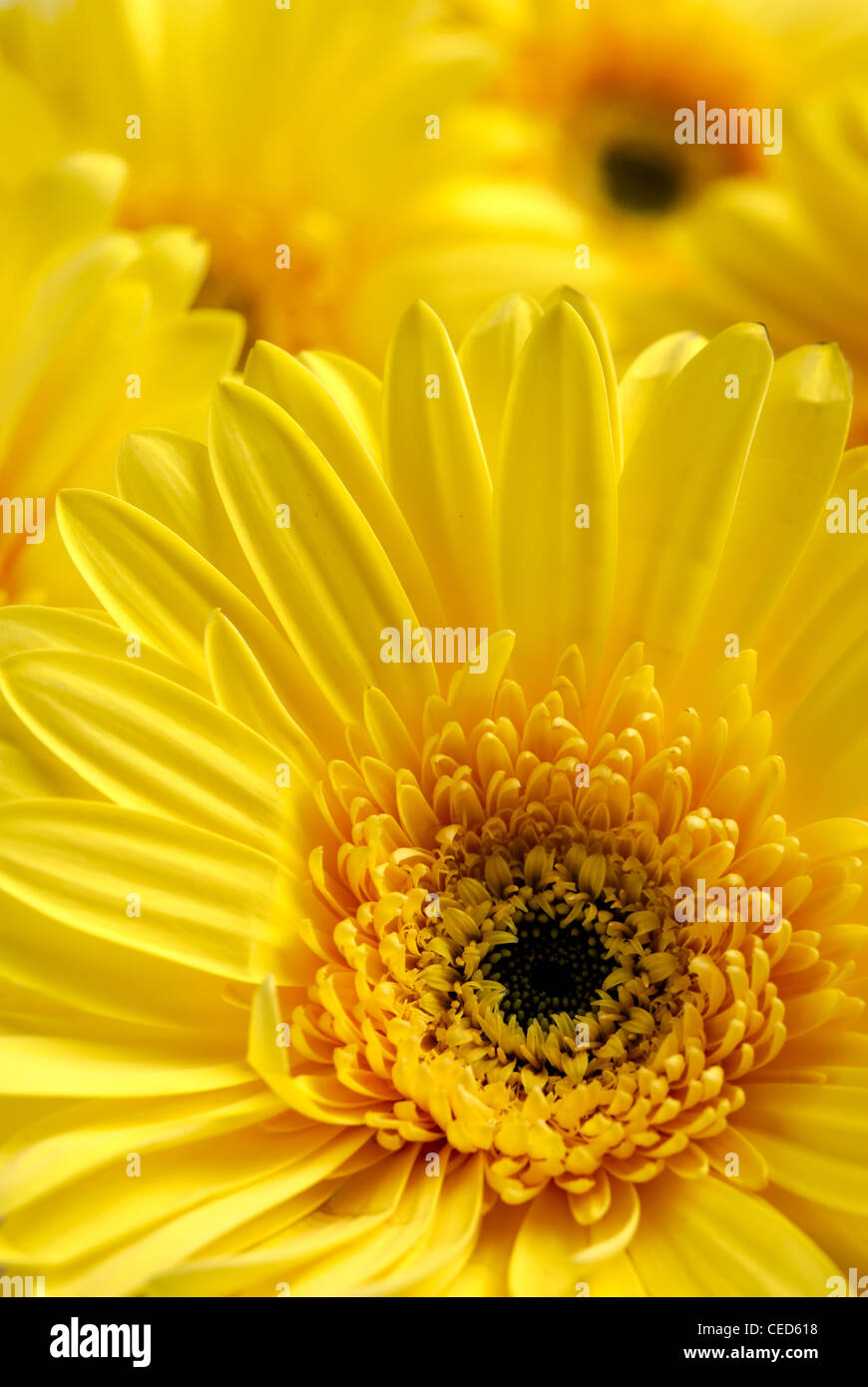 Flores amarillas antecedentes Foto de stock