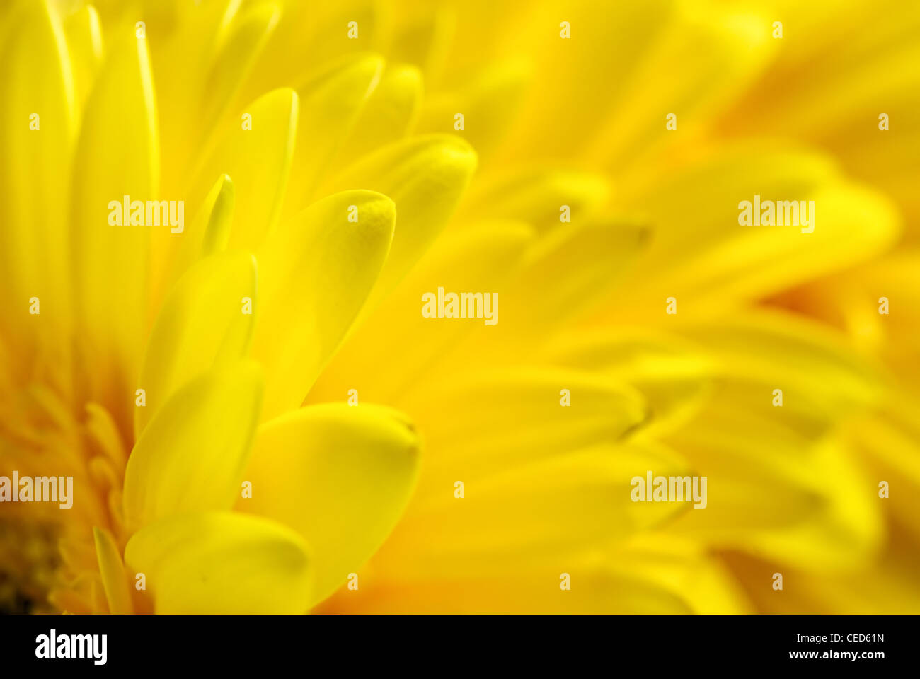 Flores amarillas antecedentes Foto de stock