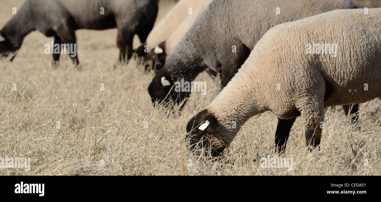 Suffolk ovejas pastando en un campo. Foto de stock