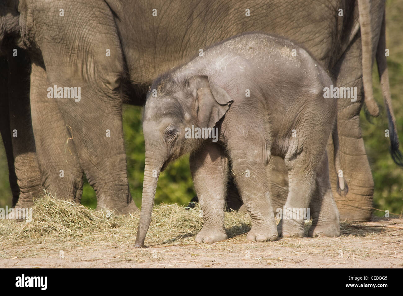 Bebé elefante asiático femenino o Elephas maximus caminando con su madre Foto de stock