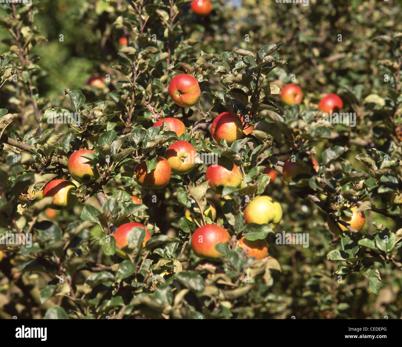 Manzanas maduras en el árbol en el huerto, Kent, Inglaterra, Reino Unido Foto de stock