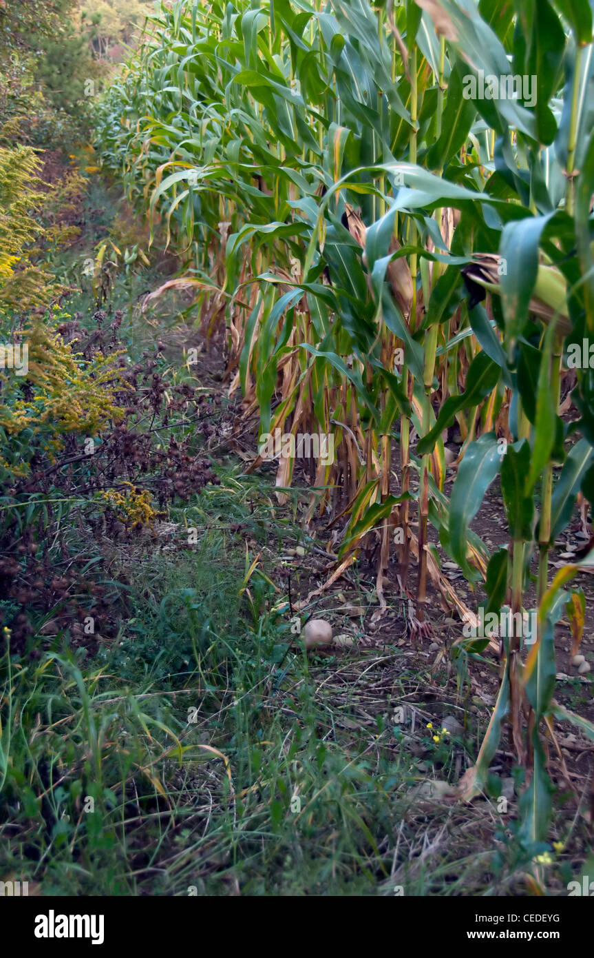 Un maizal con caña de maíz Fotografía de stock - Alamy