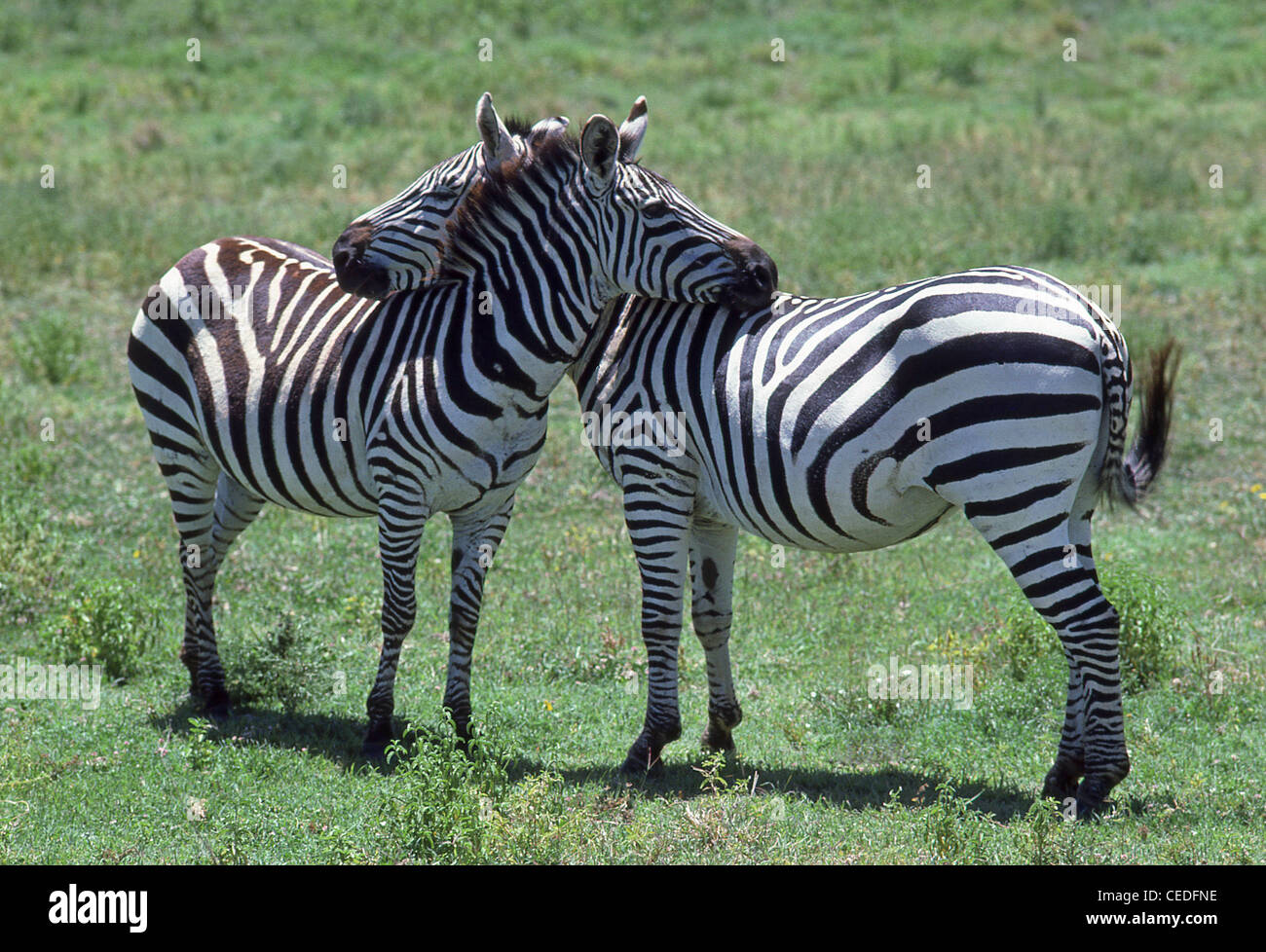 Cebras necking, Parque Nacional Kruger, en la provincia de Mpumalanga, República de Sudáfrica. Foto de stock