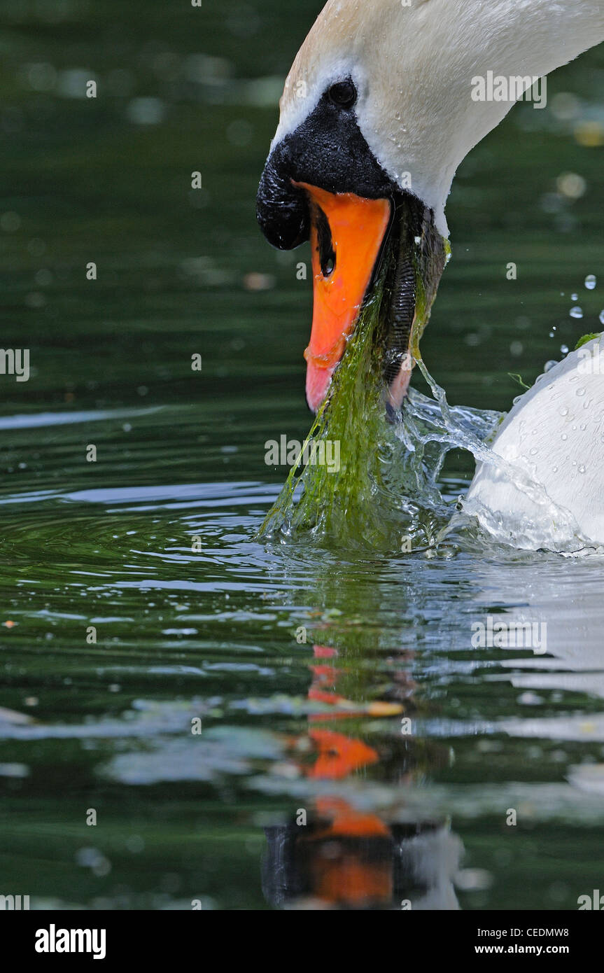 Cisne (Cygnus olor), alimentándose de vegetación acuática, Oxfordshire, REINO UNIDO Foto de stock
