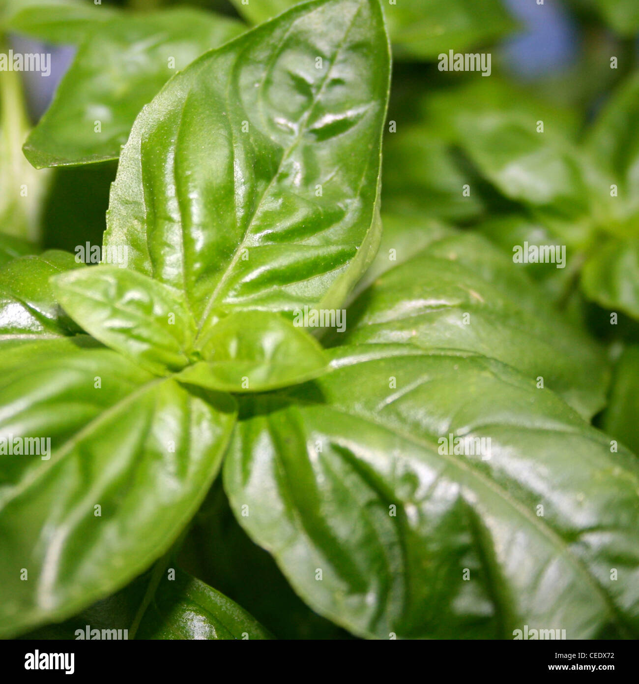 Las hojas de albahaca en una plaza closeup shot Foto de stock
