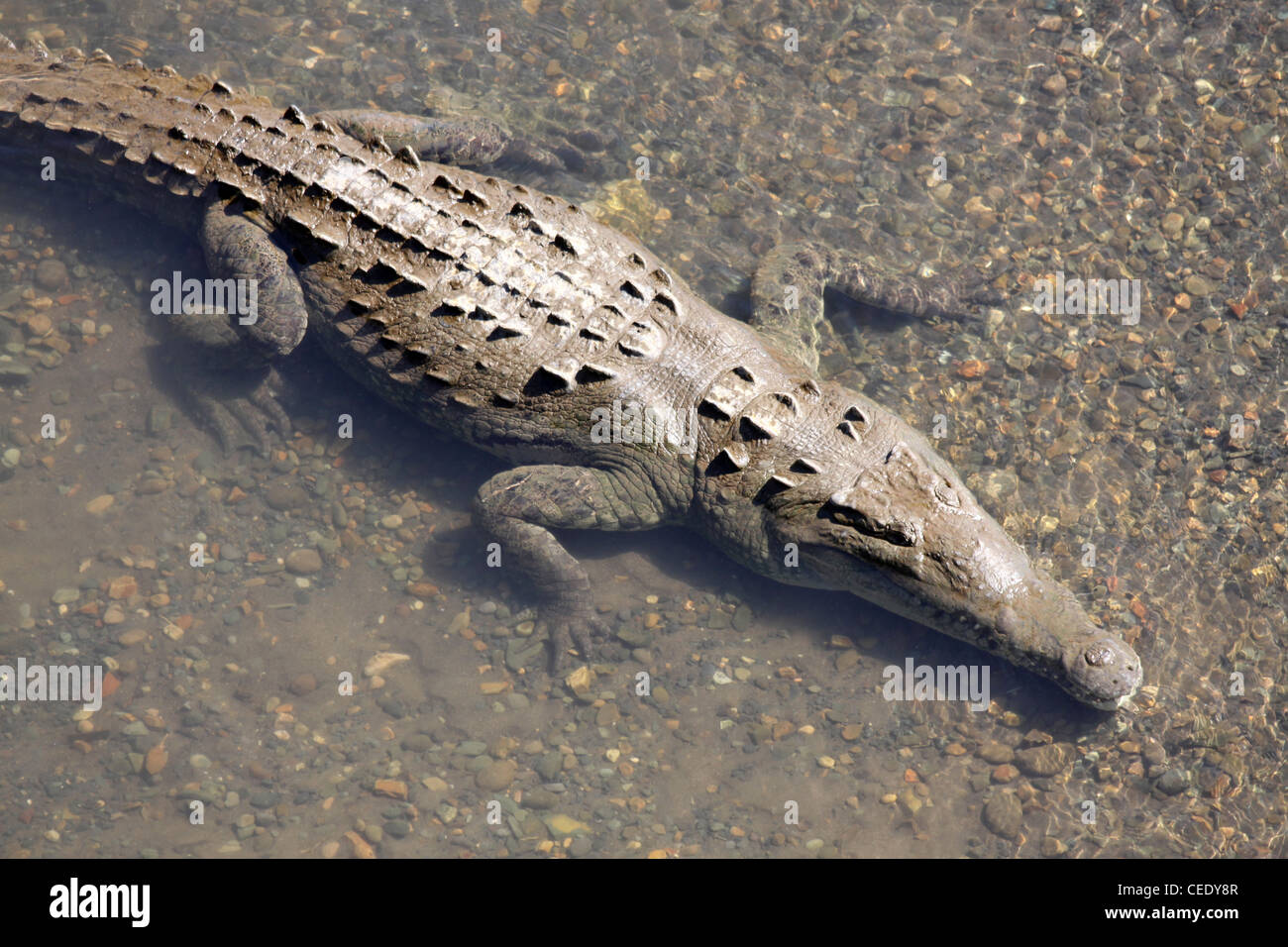 El cocodrilo americano Crocodylus acutus Foto de stock