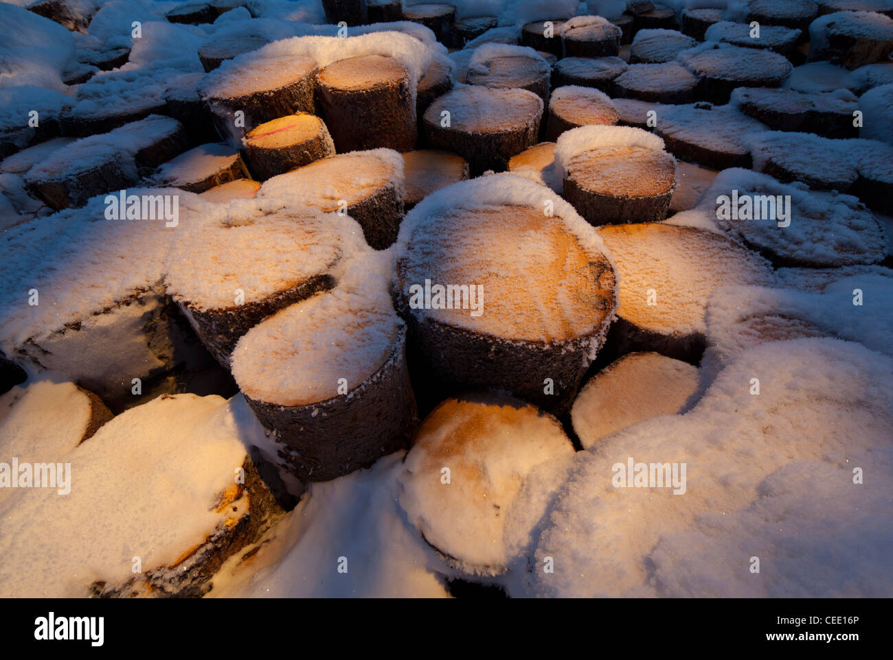 Primer plano de la pila de troncos de picea cubierta de nieve ( picea abies ), Finlandia Foto de stock
