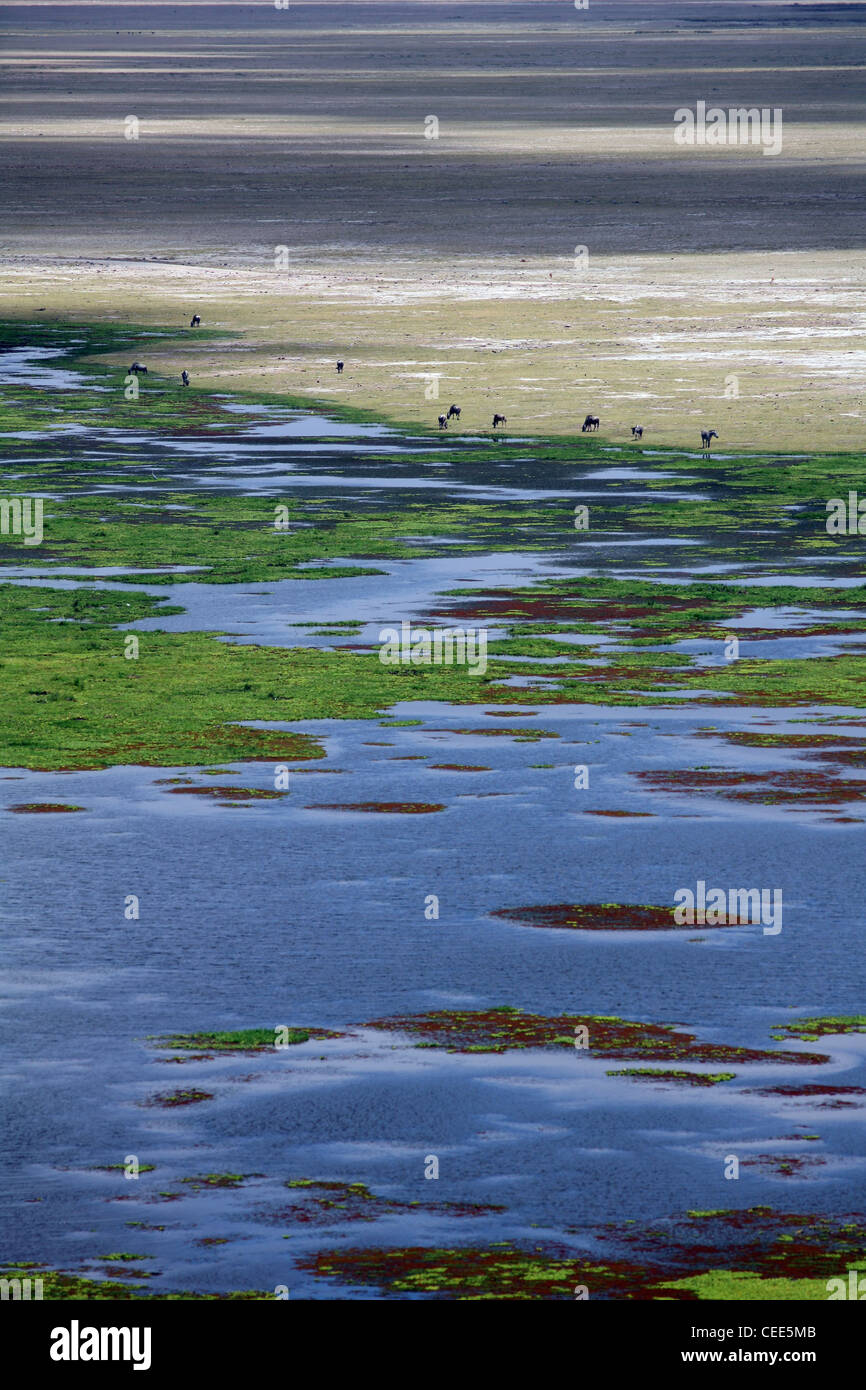 Marsh y la sabana, el Parque Nacional de Amboseli, Kenia, África Oriental. Foto de stock