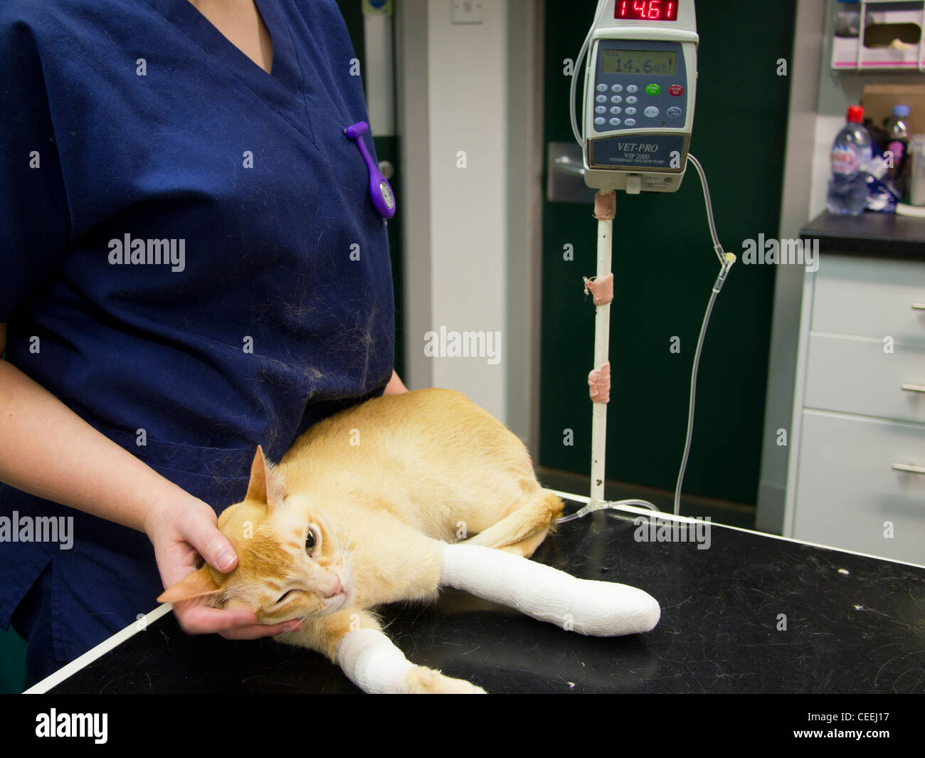 Gato con fluidos intravenosos en una cirugía veterinaria Foto de stock