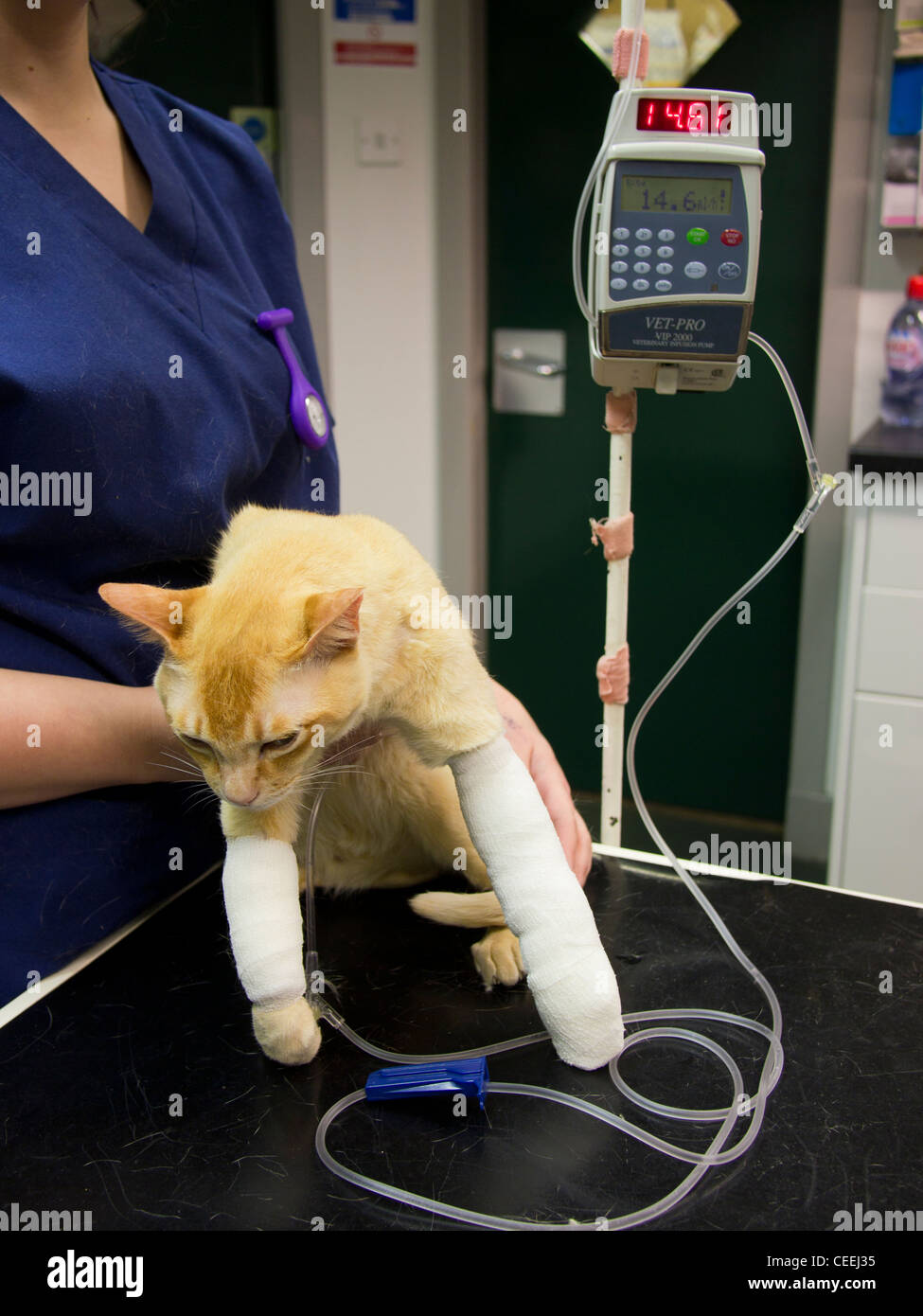 Gato con fluidos intravenosos en una cirugía veterinaria Foto de stock