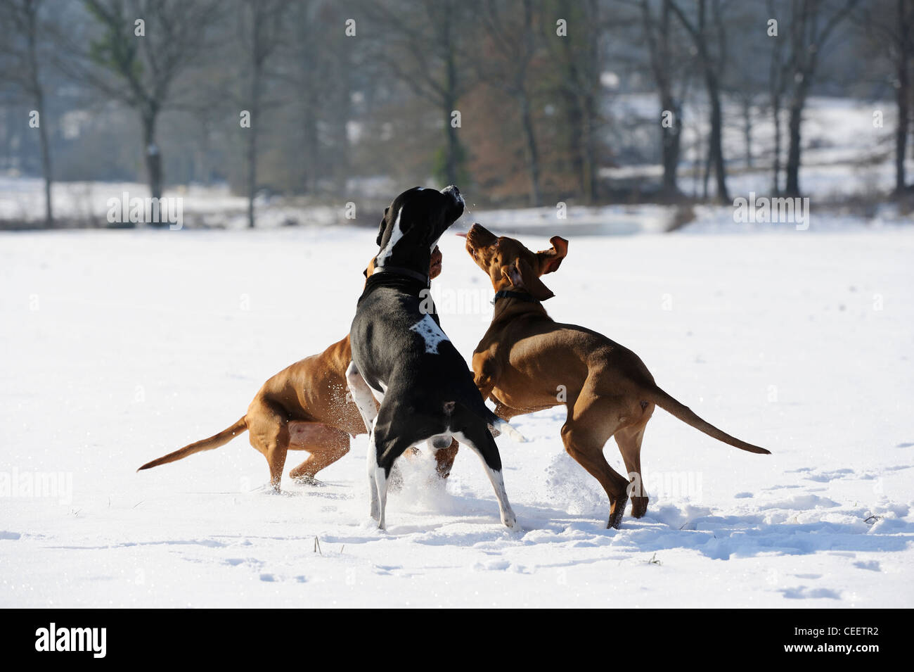 Tres Perros Grandes Jugando Juntos En Park Foto de archivo - Imagen de  grupo, juegos: 227244222