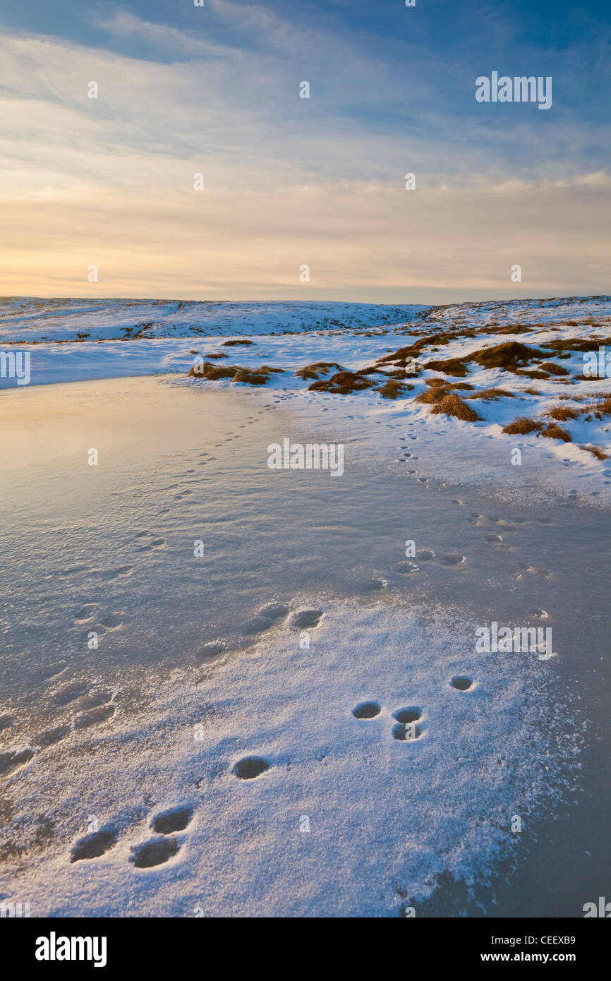 Hare pistas de nieve en la piscina congelada Bleaklow moor Dark Peak Peak District National Park Derbyshire, Inglaterra GB Europa UE Foto de stock