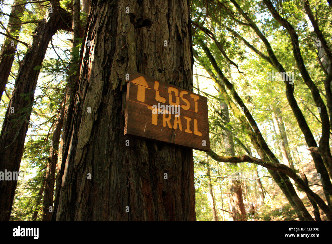 Un sendero perdido cartel en un árbol Foto de stock