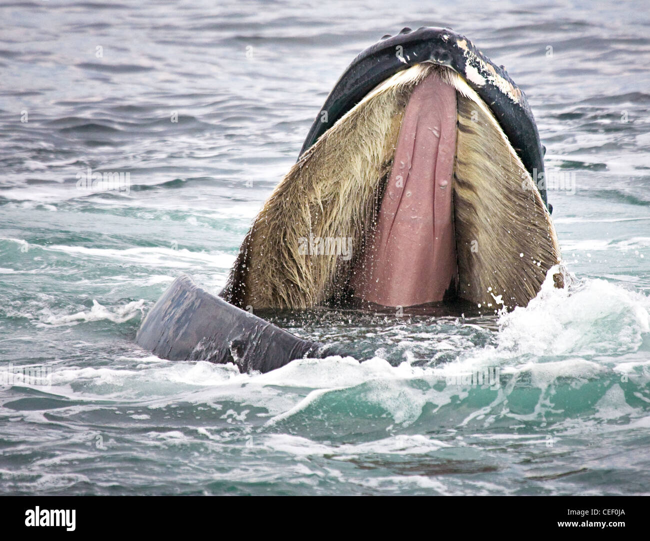Ballena Jorobada abre la boca amplia para mostrar barbas Foto de stock