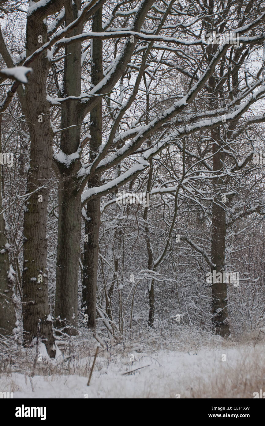 Deciduous wood fotografías e imágenes de alta resolución Alamy