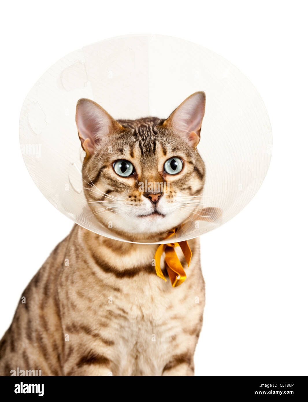 Gato de Bengala en busca triste en un cono de cuello collar de plástico para detenerlo lamer una herida Foto de stock