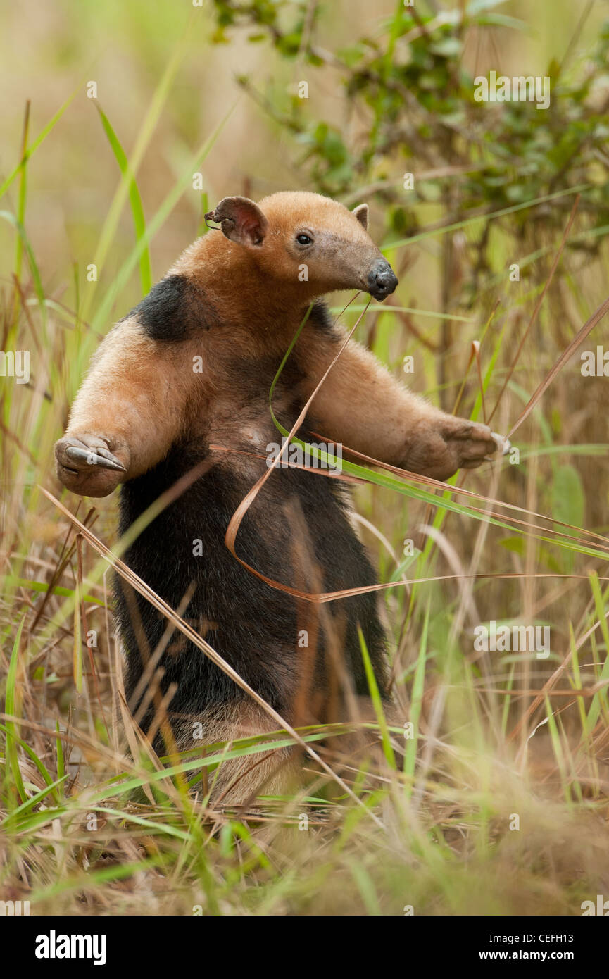 Un oso hormiguero Sur en el Pantanal. Foto de stock