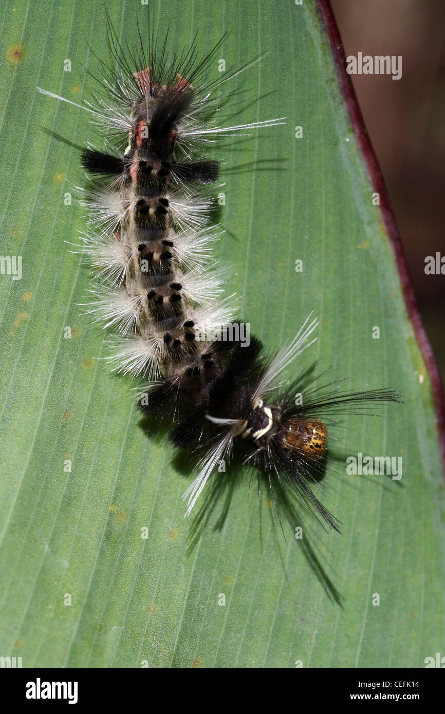 Peludo cespitosas Polilla Lymantriidae Caterpillar - sp. Foto de stock