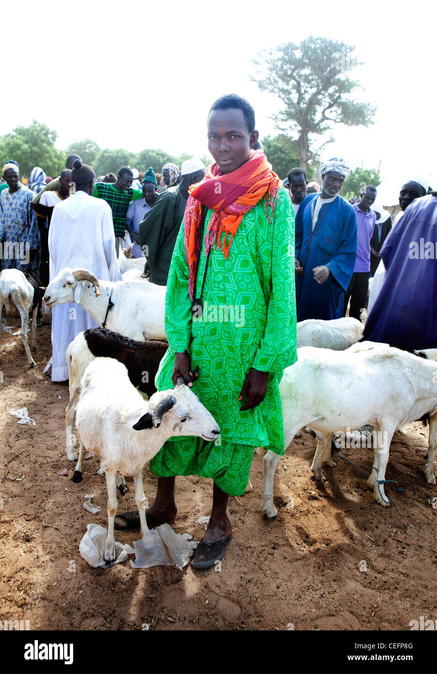 Fula Pastor con oveja para la venta en el mercado de Bush en la aldea de Mbayefaye Foto de stock