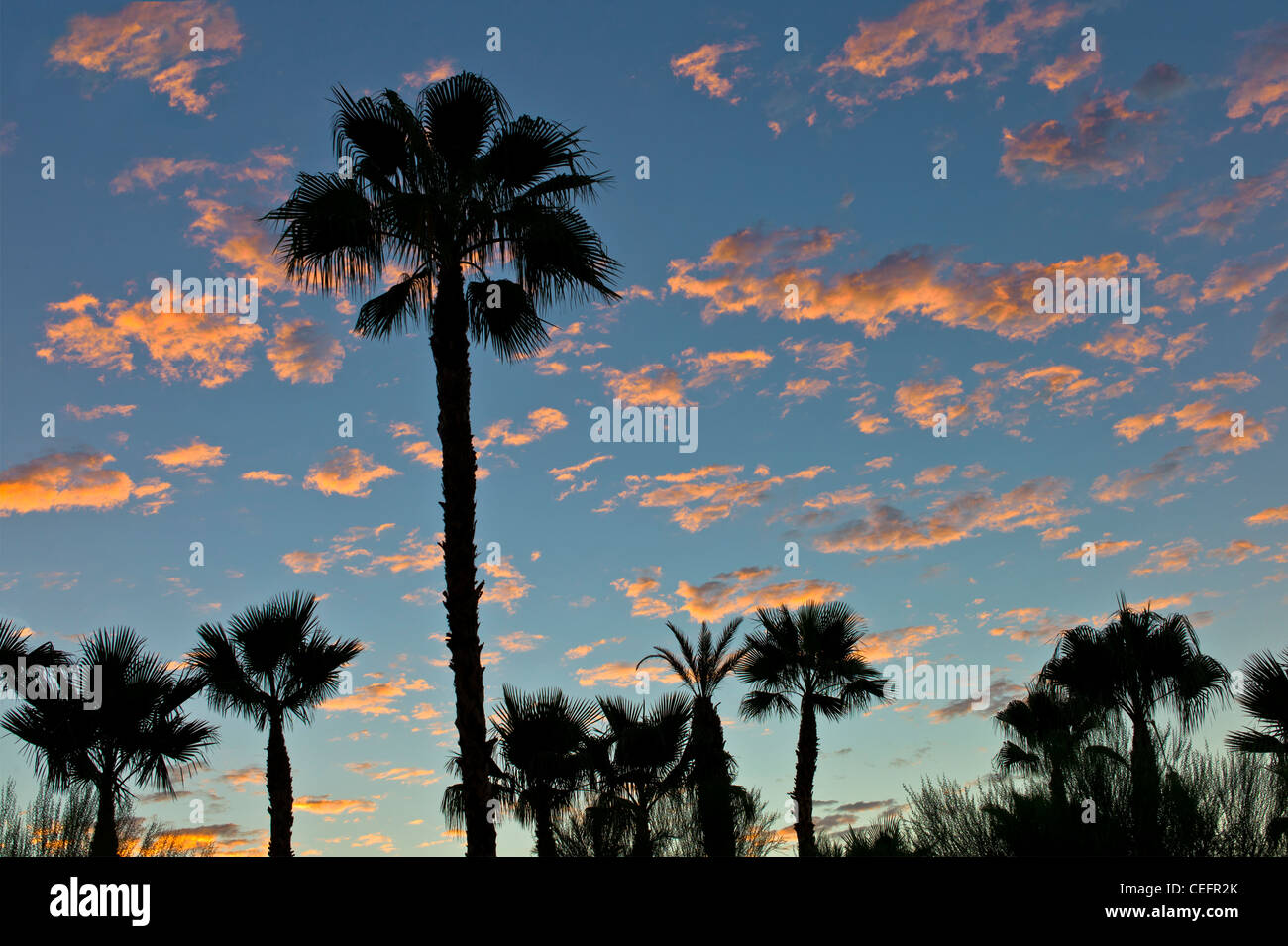 Las palmeras y el amanecer. Palm Desert, California Foto de stock