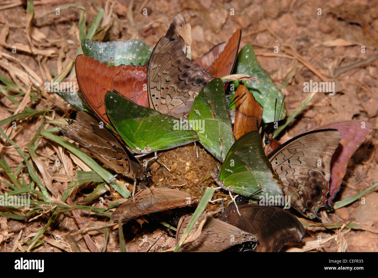 Las mariposas (Charaxes subornatus couilloudi: Nymphalidae), los verdes y otros Charaxes, civet de estiércol en la selva Ghana Foto de stock