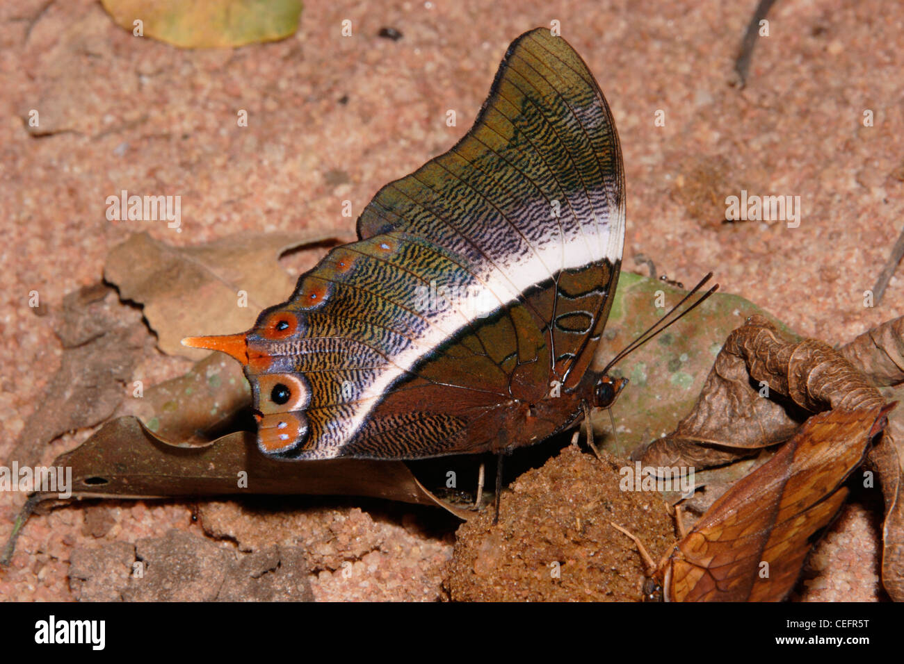 Butterfly (Palla ussheri: Nymphalidae) alimentándose de algalia estiércol en la selva tropical, de Ghana. Foto de stock