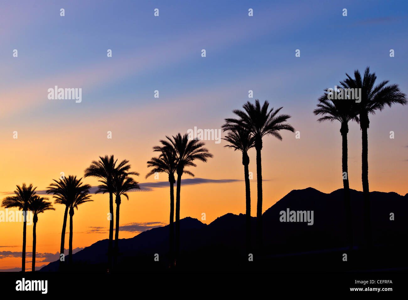 Palmeras en el amanecer. Palm Desert, California Foto de stock