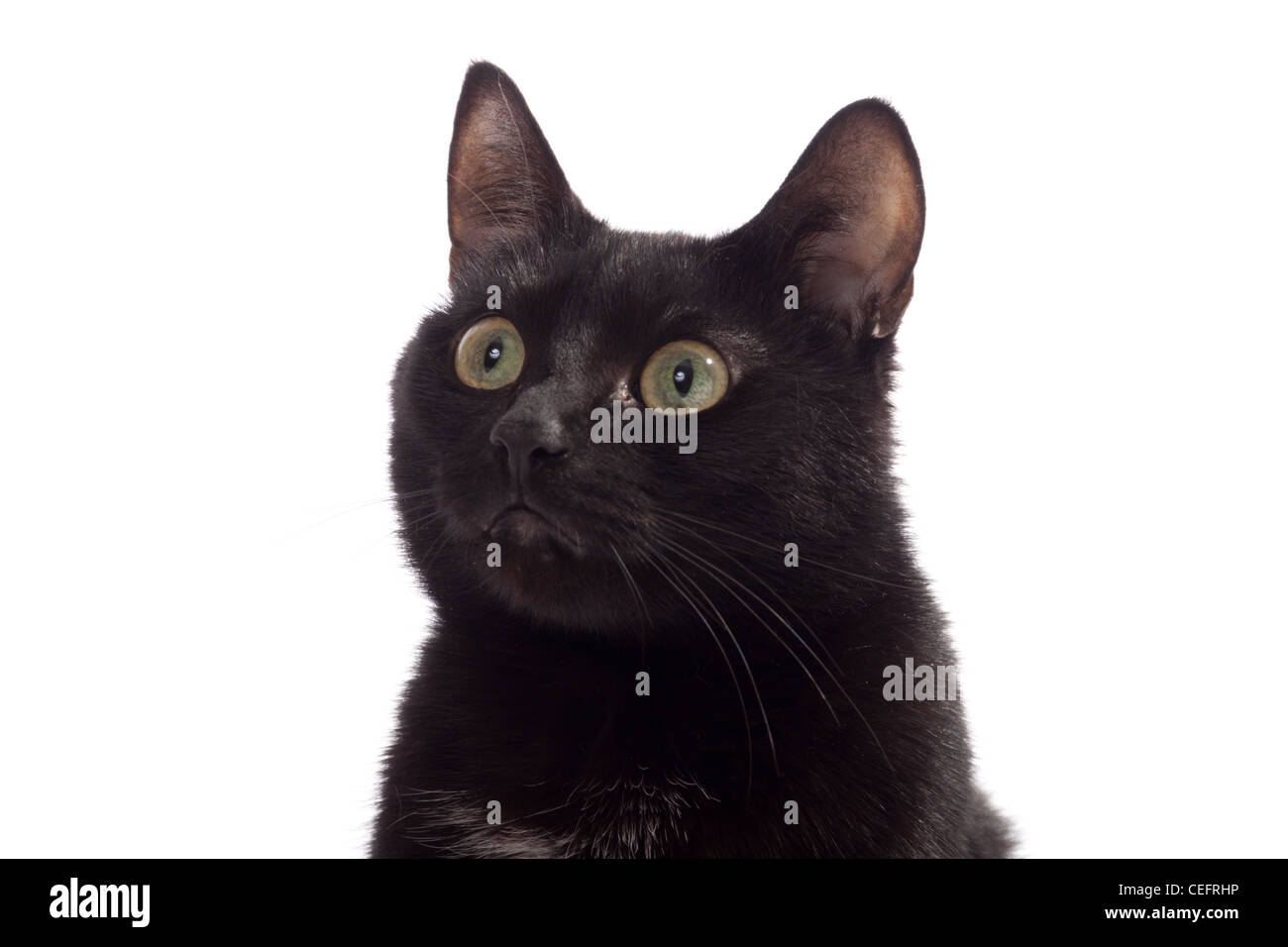 Gato negro retrato, aislado en el blanco Foto de stock