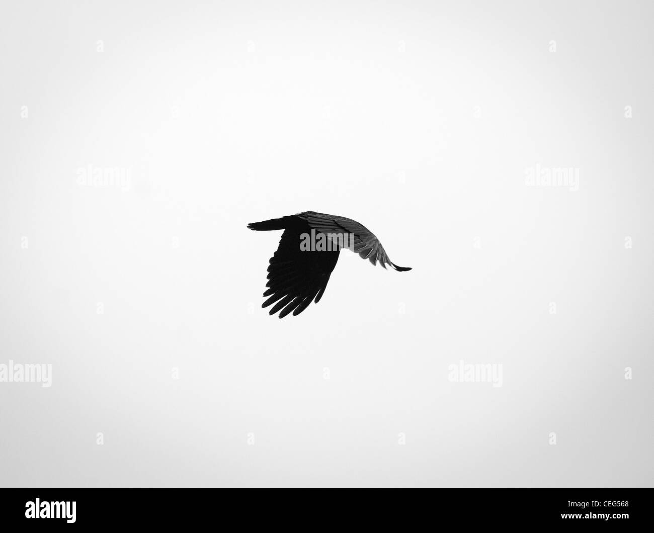 Un cuervo negro volando Foto de stock