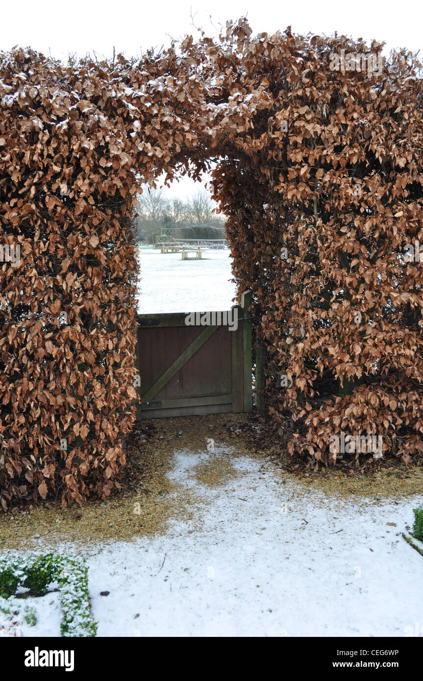 Beech Hedge Ryton Jardines Foto de stock