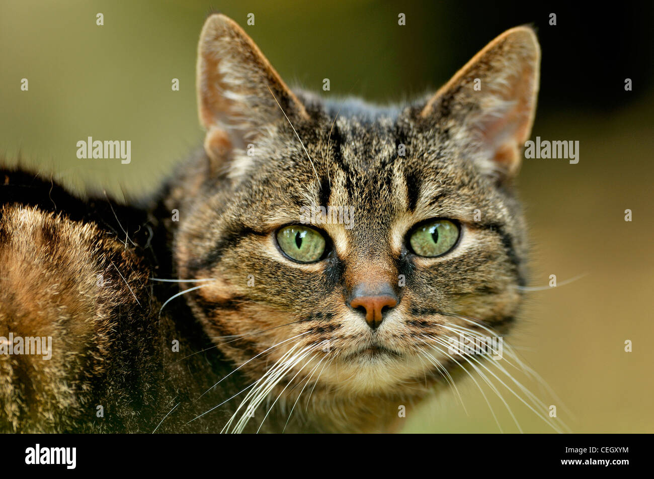 Gato doméstico (Felis catus) cerrar mostrando grandes bigotes Foto de stock