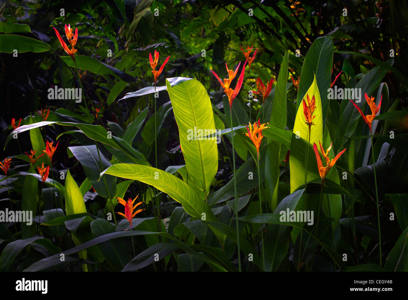 Heliconia flores. Jardín Botánico Tropical de Hawaii. Hawai, la Isla Grande. Foto de stock