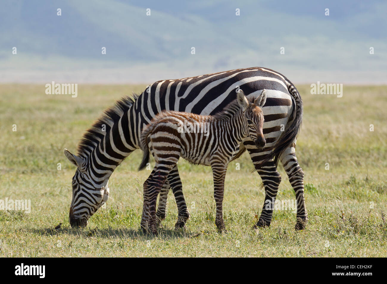 Burchell Zebra madre y cría (Equus quagga burchellii) Foto de stock