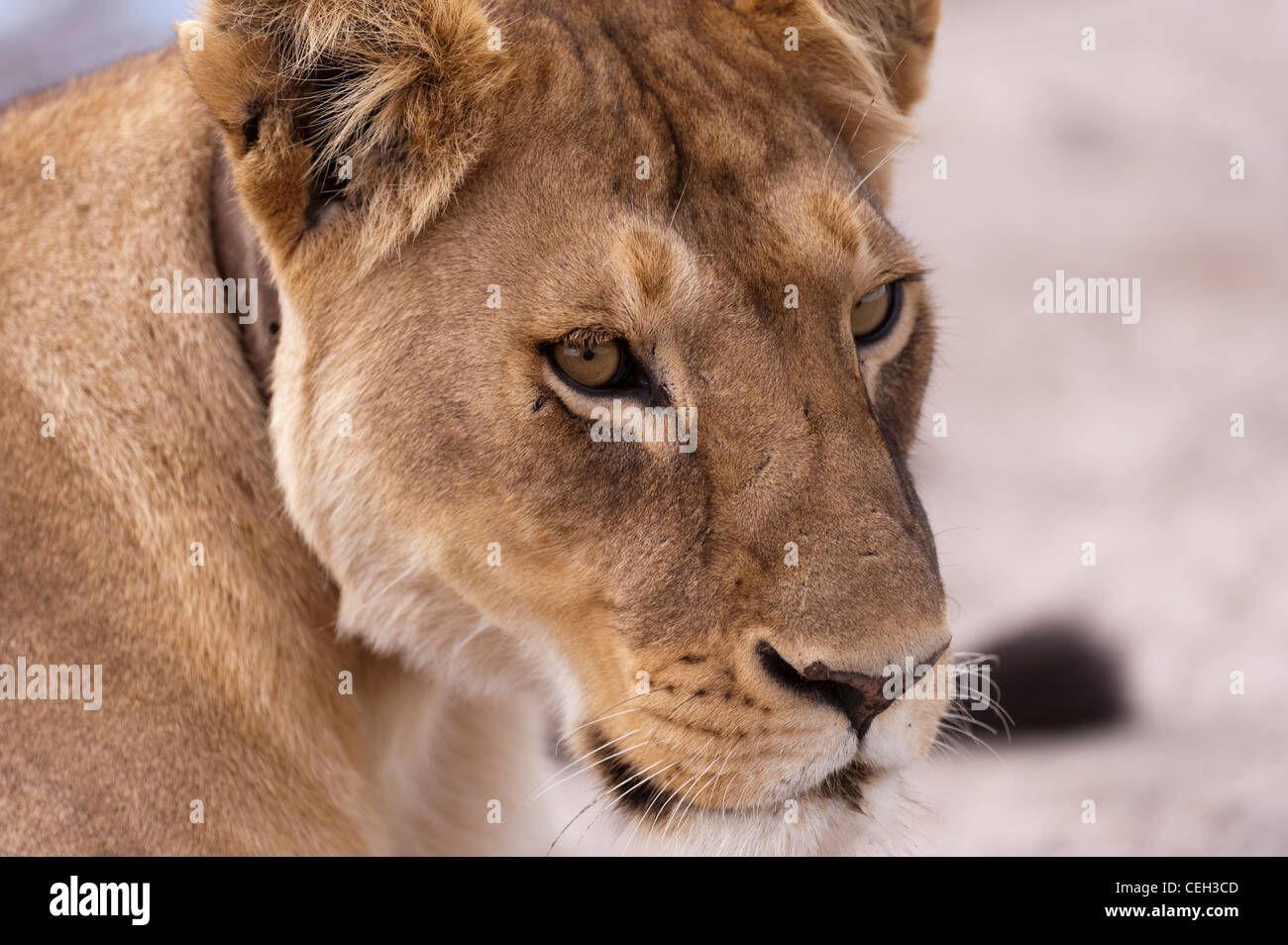 Retrato de una leona Foto de stock